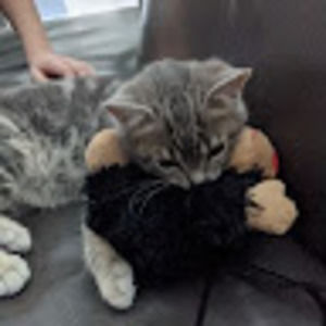 Meet your Posher, Paul